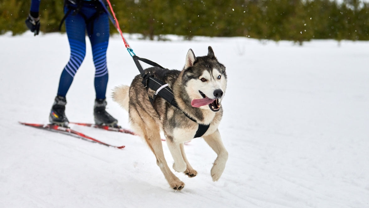 Descubre cómo adaptar la dieta a un perro de deporte 🏃 o en climas fríos ❄️ por Nadia de Hocicos y Zarpas