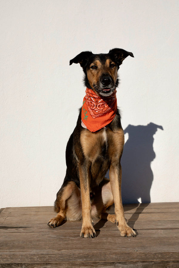 El Barfero Athos posando