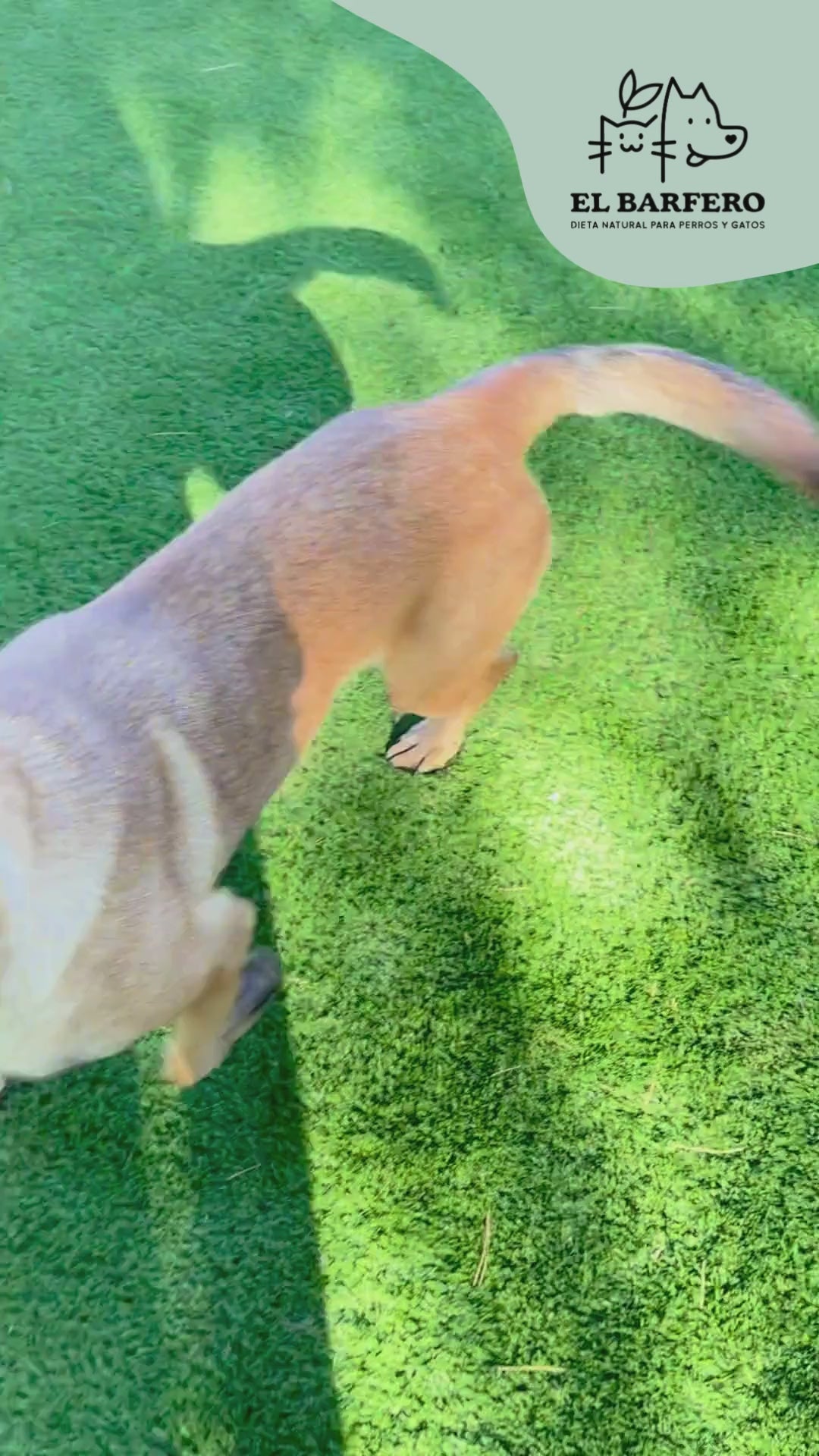 Gulash de pollo 500g