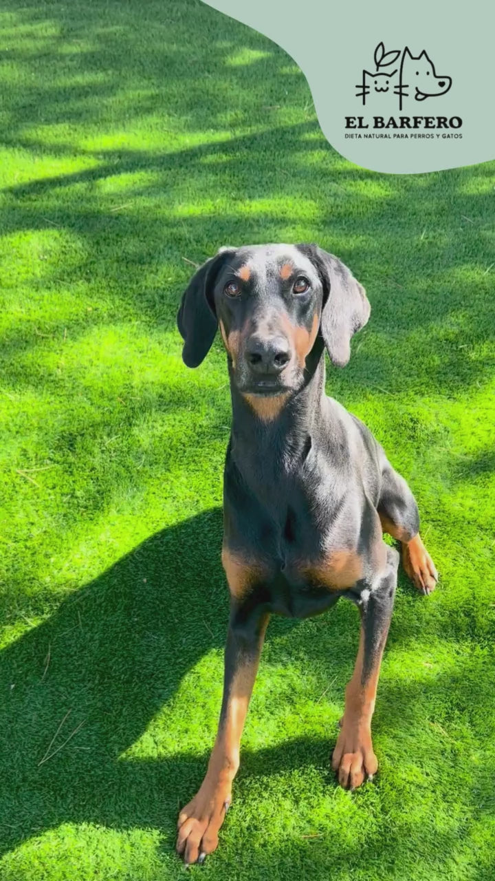 BARF Komplett con venado 500g