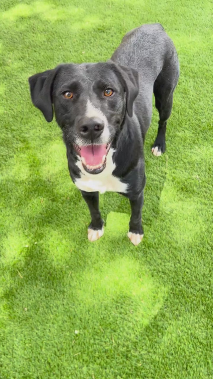 Vísceras de ternera 360g