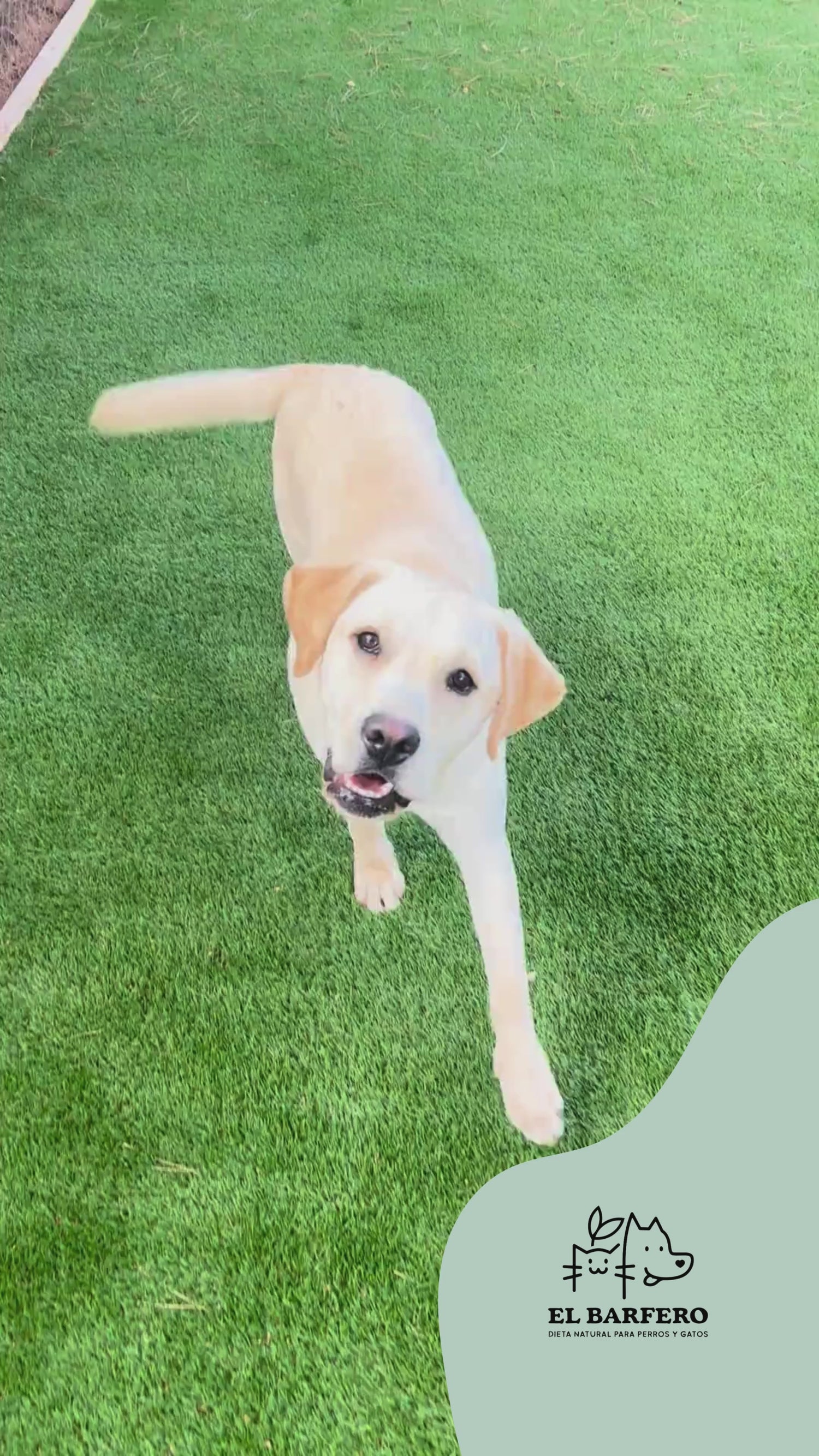 Verduras y fruta 360g