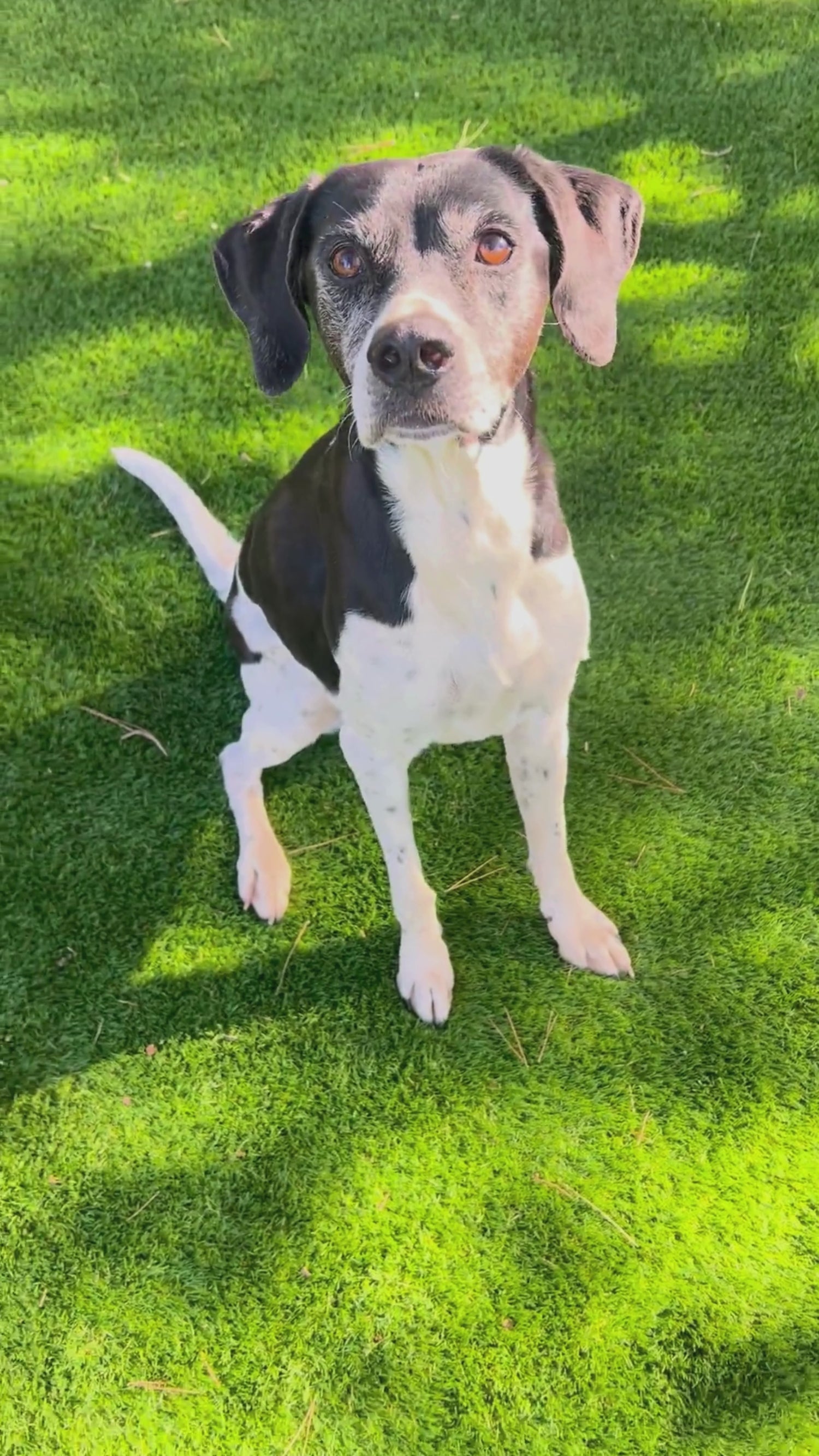 Mejillas de ternera 500g