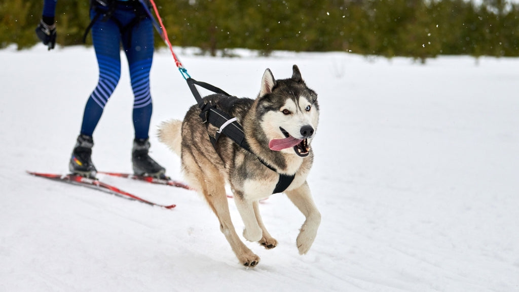 Descubre cómo adaptar la dieta a un perro de deporte 🏃 o en climas fríos ❄️